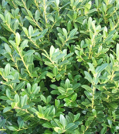 Japanese Holly Hoogendorn